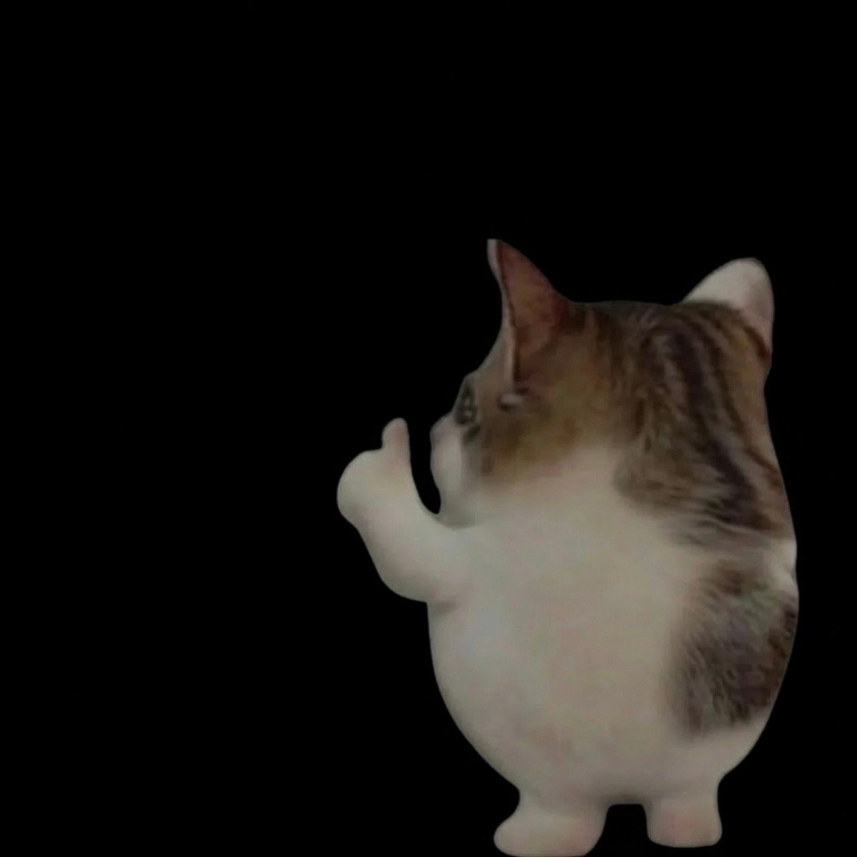 OK Cat meme wall image 09