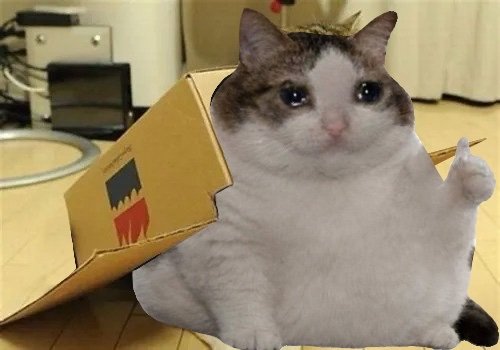 OK Cat meme wall image 12