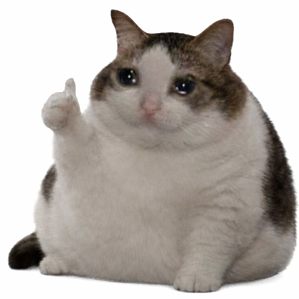 OK Cat meme wall image 04